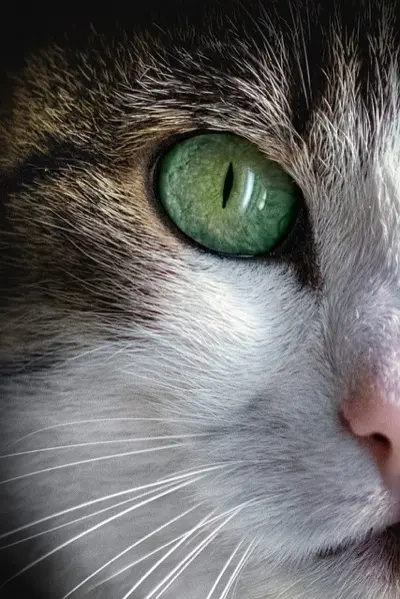 動物病院管理システム